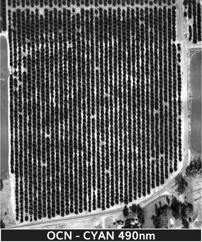 orange_trees_2-3-2025_transparent_mosaic_ocn-web-cyan