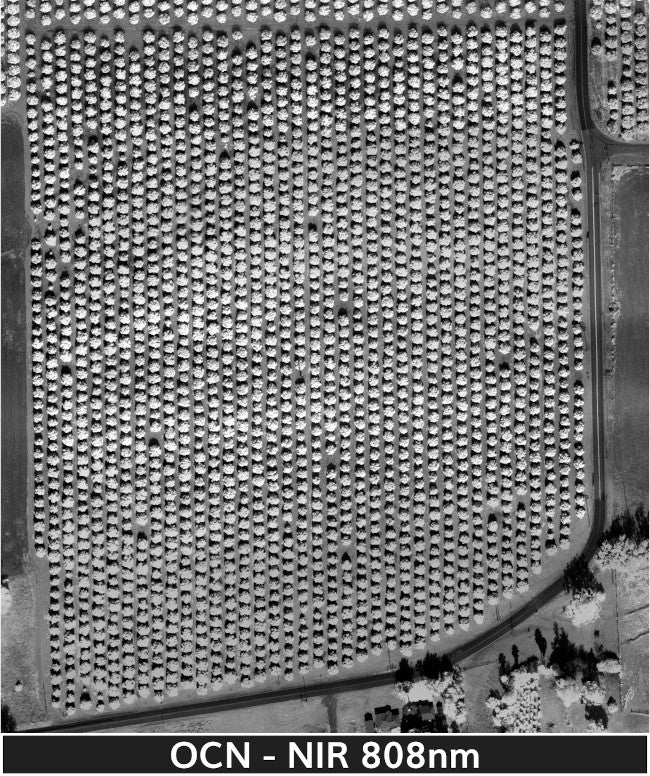 orange_trees_2-3-2025_transparent_mosaic_ocn-web-nir