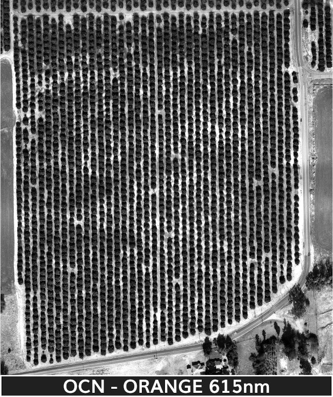 orange_trees_2-3-2025_transparent_mosaic_ocn-web-orange