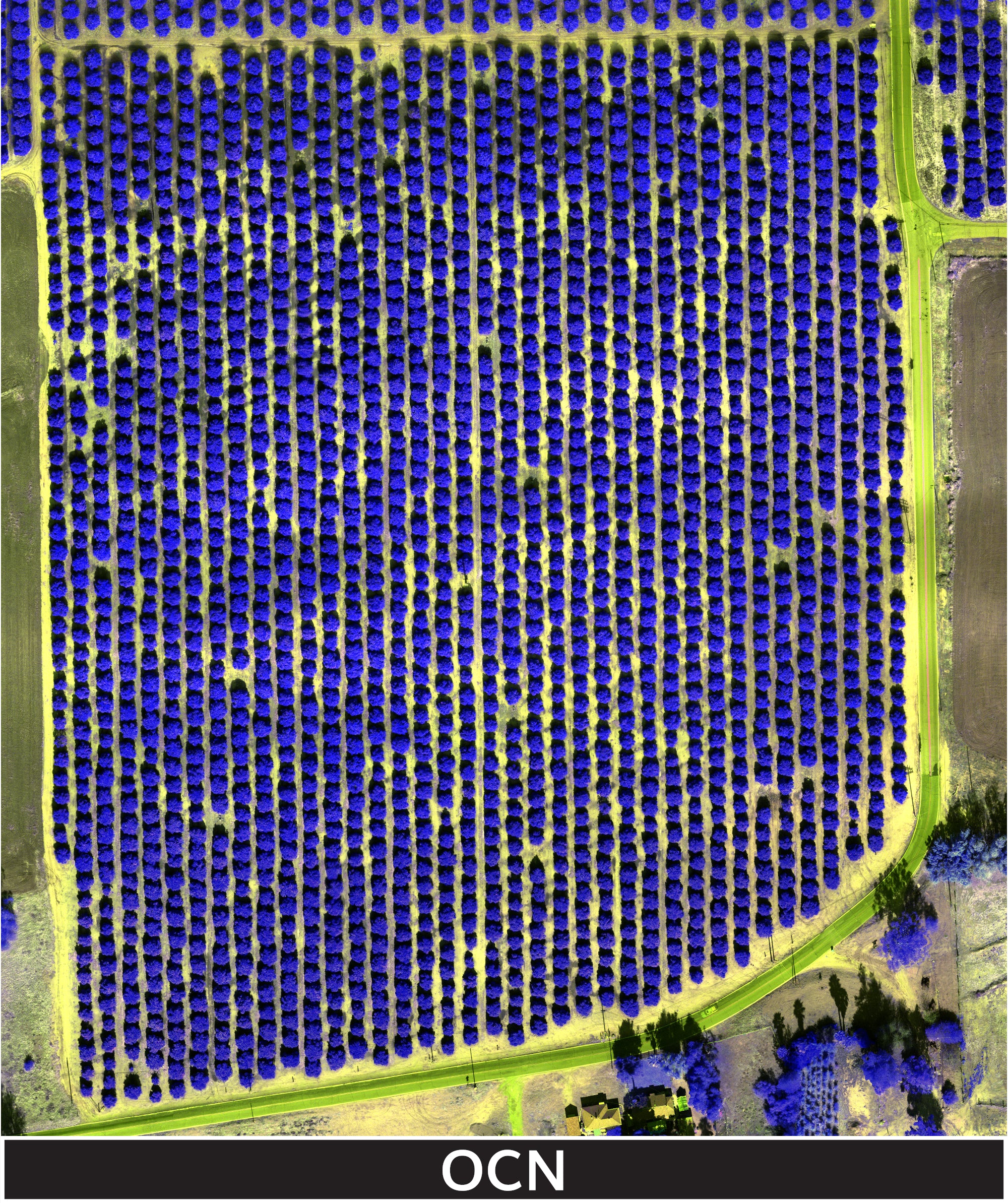 orange_trees_2-3-2025_transparent_mosaic_ocn-web_lbl