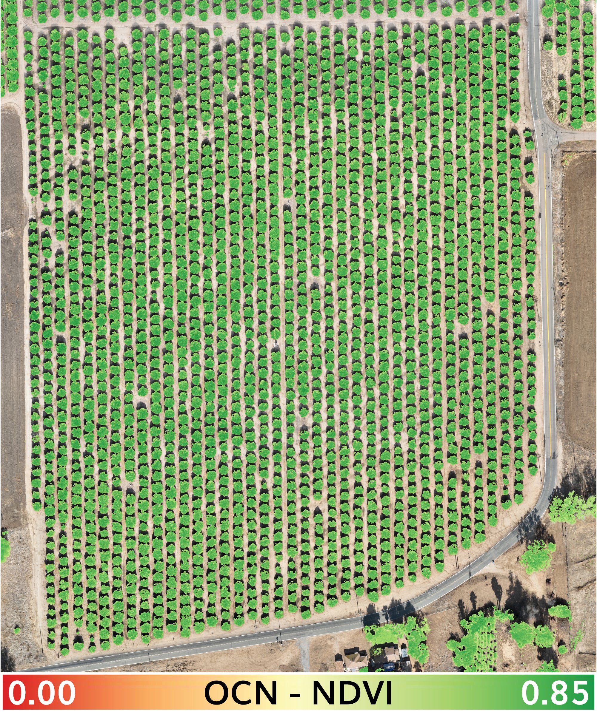 orange_trees_2-3-2025_transparent_mosaic_ocn_ndvi_00-085_mask-layering-web