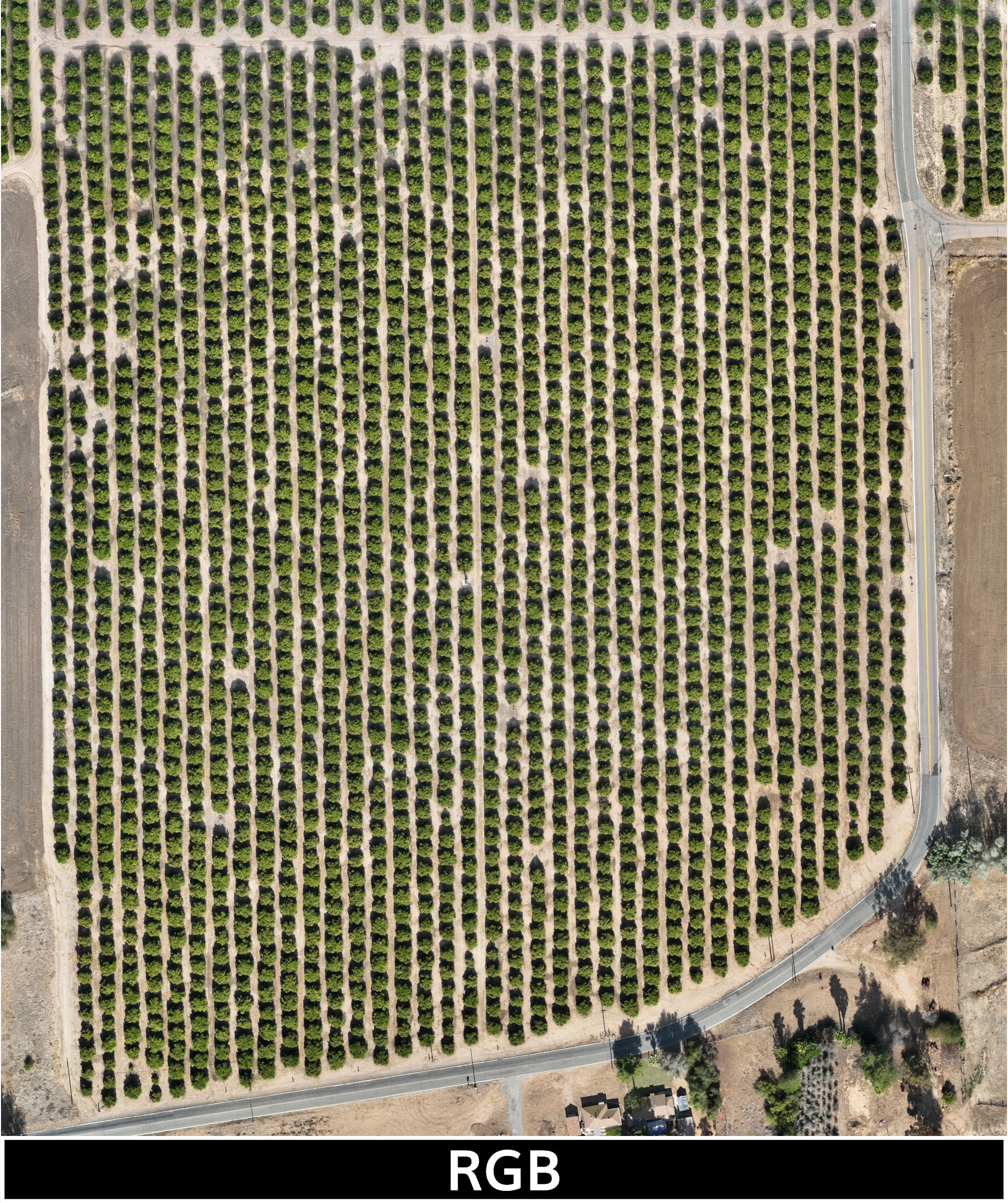 orange_trees_2-3-2025_transparent_mosaic_rgb_web_lbl