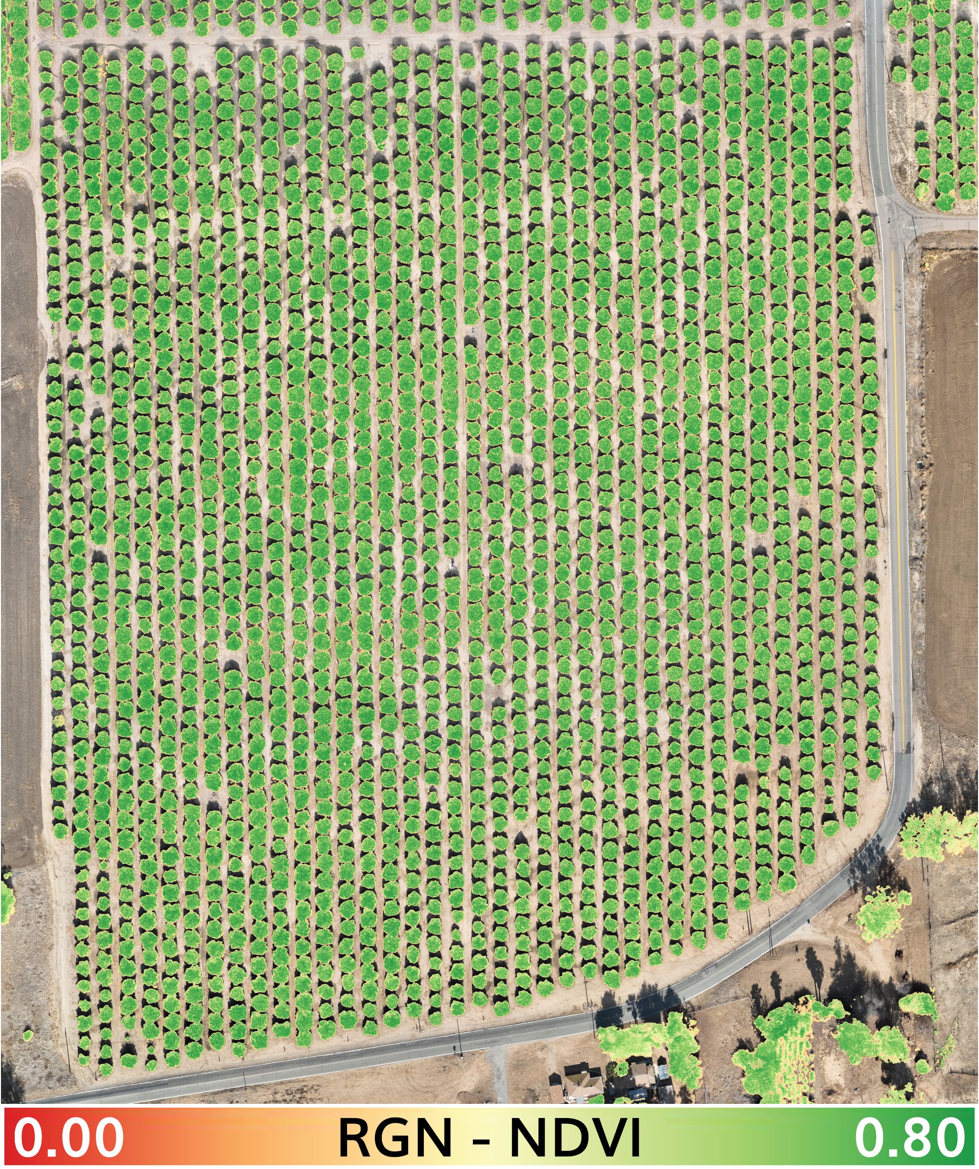 orange_trees_2-3-2025_transparent_mosaic_rgn_ndvi_00-08_mask-layering-web-lbl