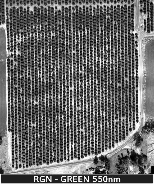 orange_trees_2-3-2025_transparent_mosaic_rgn_web-green