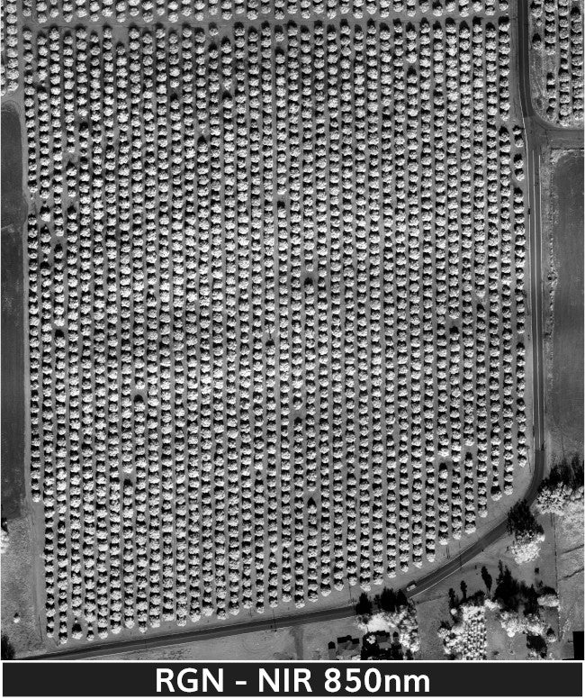 orange_trees_2-3-2025_transparent_mosaic_rgn_web-nir