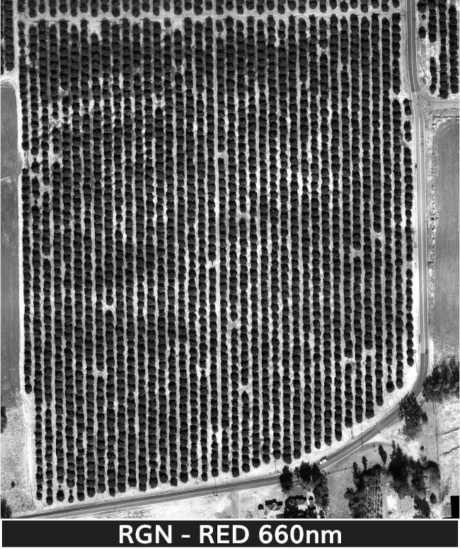 orange_trees_2-3-2025_transparent_mosaic_rgn_web-red