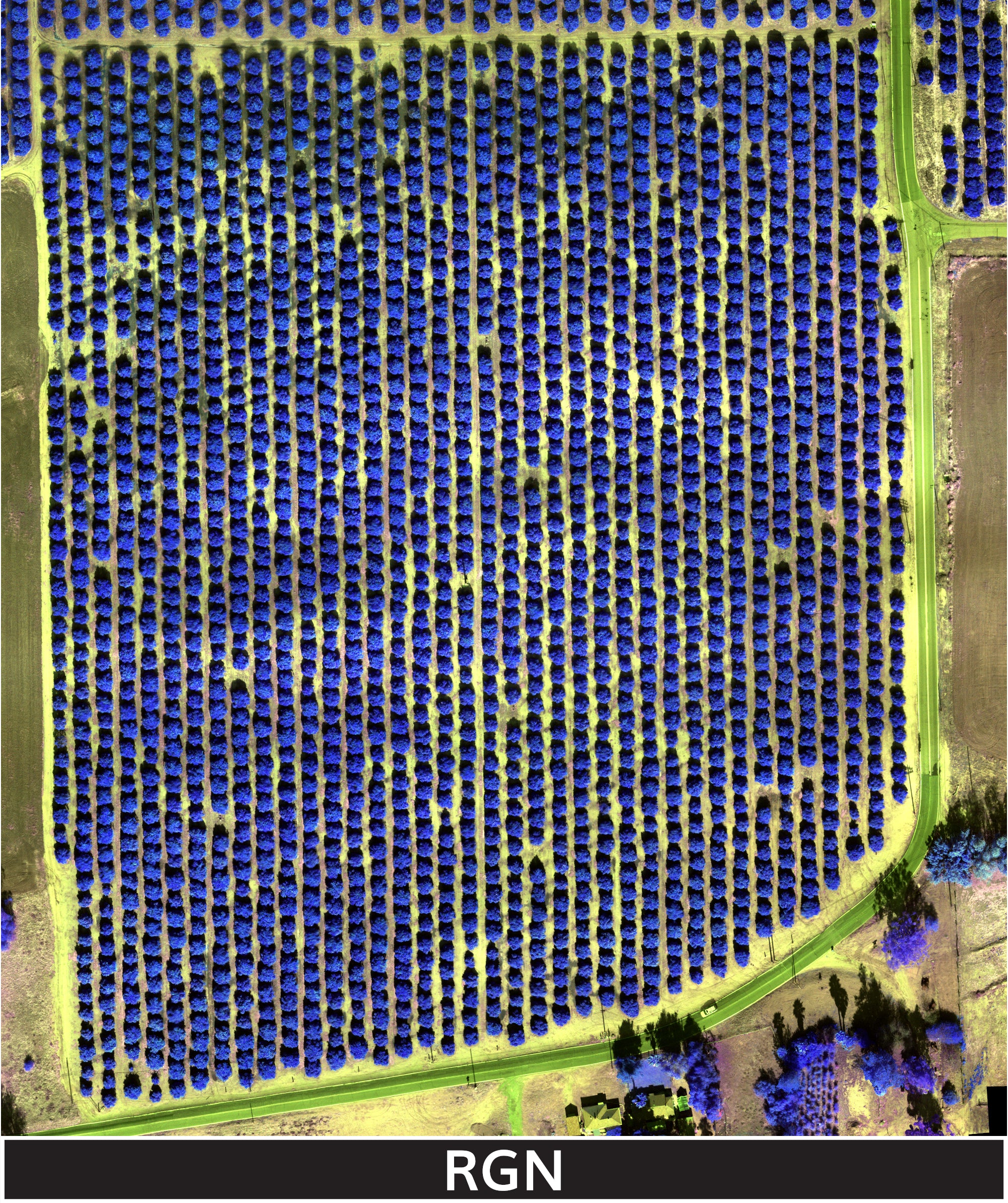 orange_trees_2-3-2025_transparent_mosaic_rgn_web_lbl