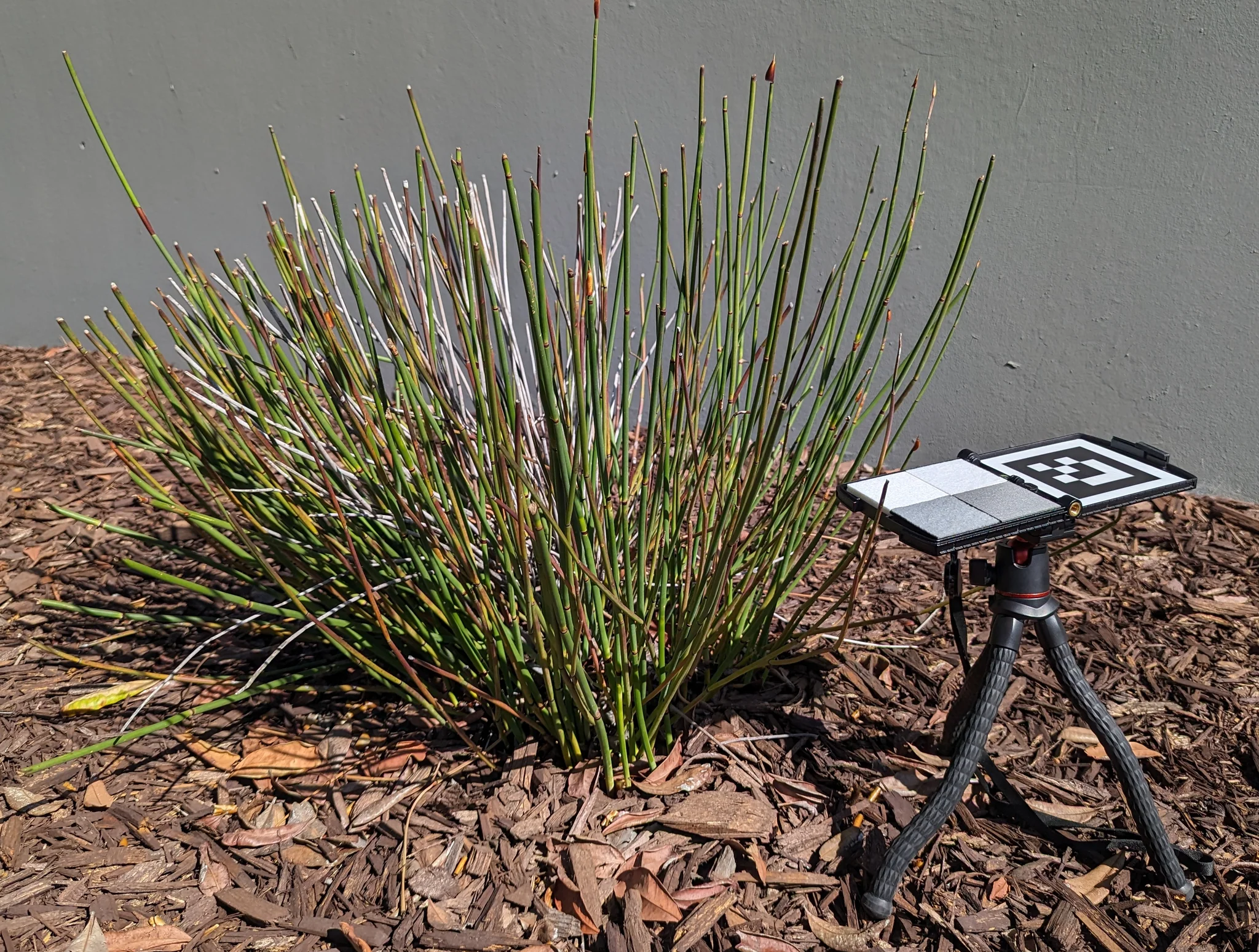 三脚架 – 柔性支臂款 (360度云台,短版,12英寸) - 图片 3